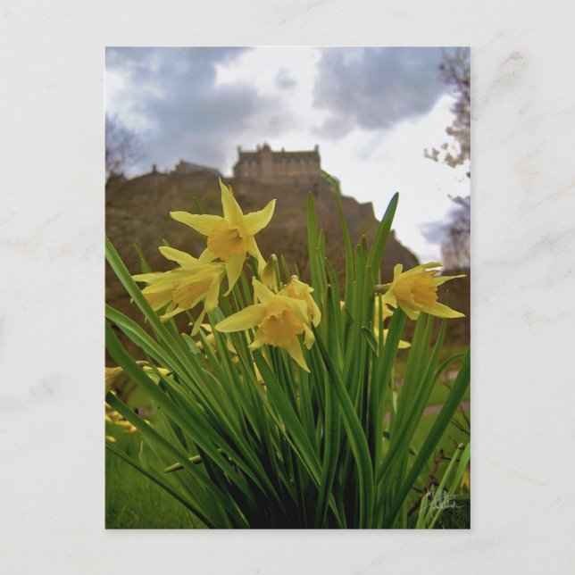 Postal Daffodils [Postal] (Anverso)
