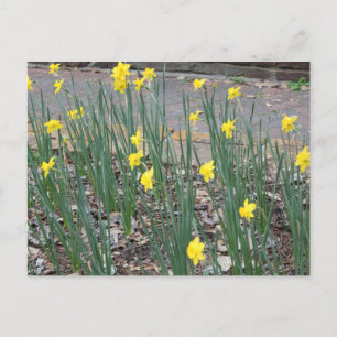 Postal Daffodils salvajes