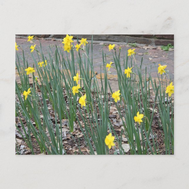 Postal Daffodils salvajes (Anverso)