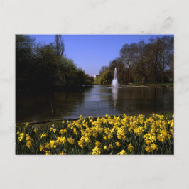 Postal Daffodils St James Park Londres