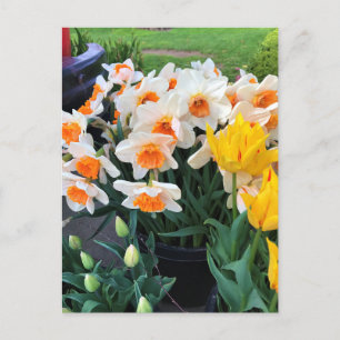Postal Daffodils & Tulips, Oregón