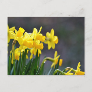 Postal Daffodils Upclose