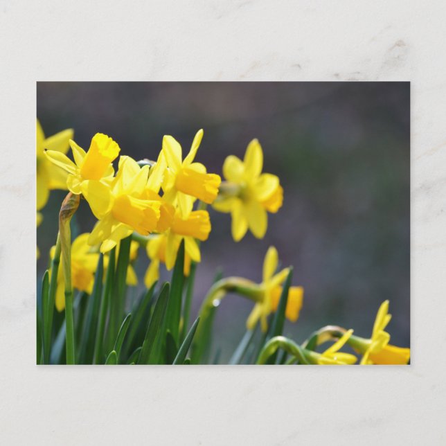 Postal Daffodils Upclose (Anverso)