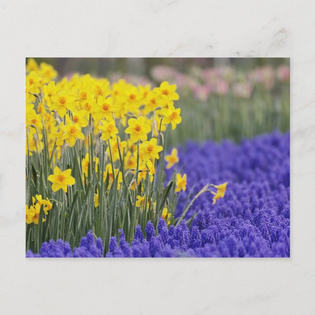 Postal Daffodils y Hyacinth de uva, Keukenhof 3 (Anverso)