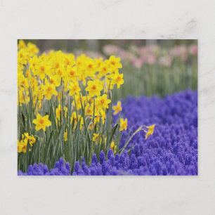 Postal Daffodils y Hyacinth de uva, Keukenhof 3