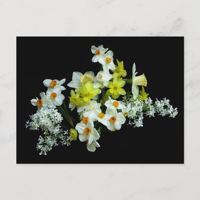 Postal Daffodils y Lilacs (Anverso)