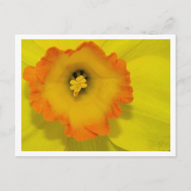 Postal Daffy (Anverso)