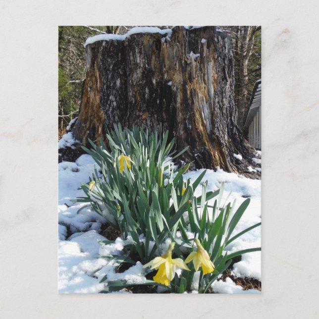 Postal Dafpies amarillos en la nieve (Anverso)