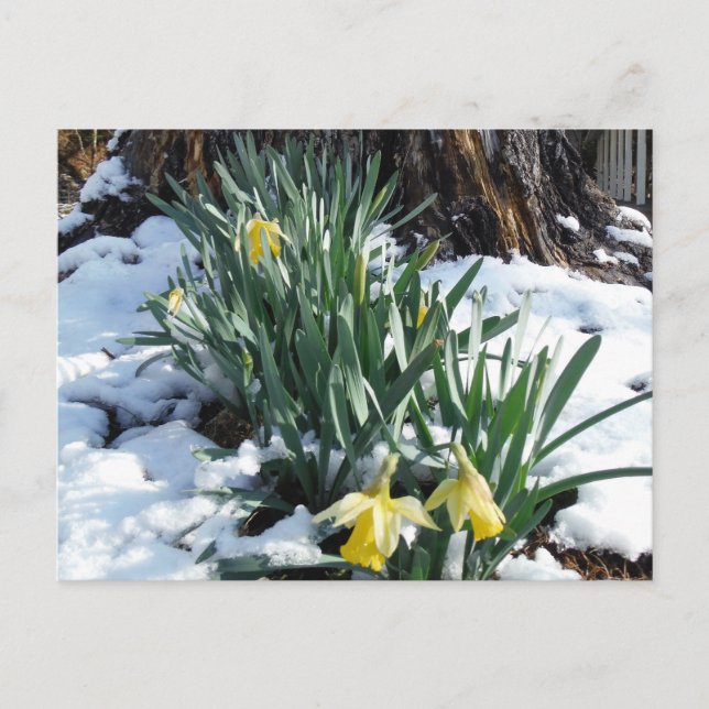 Postal Dafpies amarillos en la nieve (Anverso)