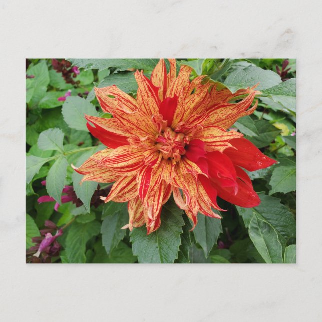 Postal Dahlia (Anverso)