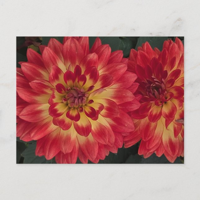 Postal Dahlia (Anverso)