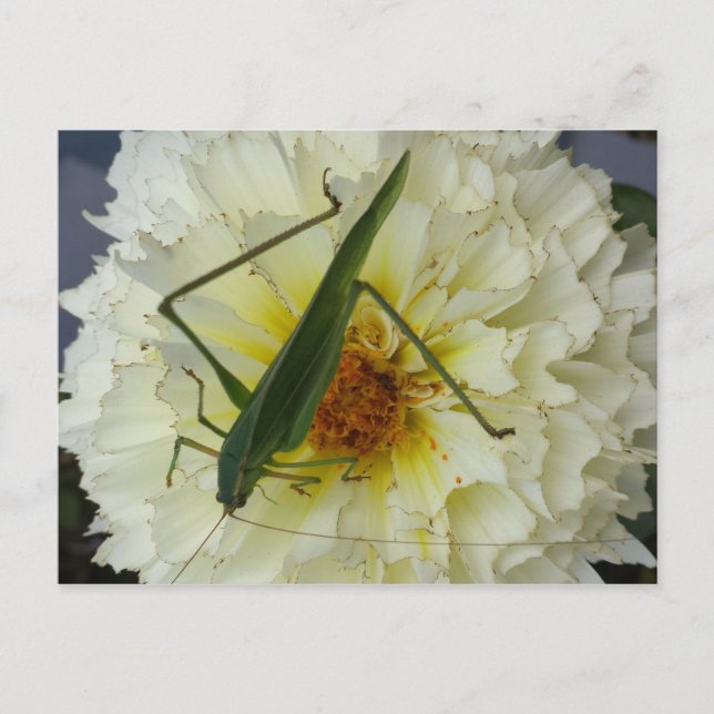 Postal Dahlia 1 - brainfart educado (Anverso)
