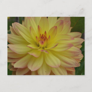 Postal Dahlia amarilla