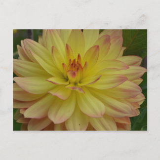 Postal Dahlia amarilla