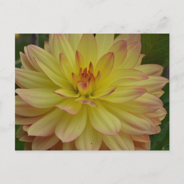 Postal Dahlia amarilla (Anverso)
