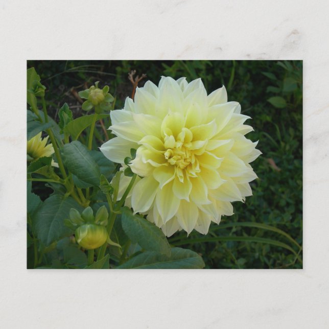 Postal Dahlia amarillo dulce (Anverso)