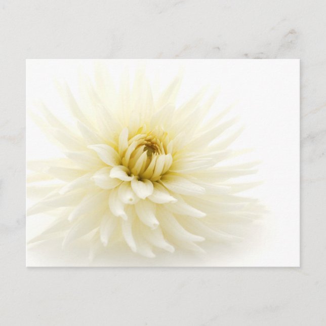 Postal Dahlia blanca (Anverso)