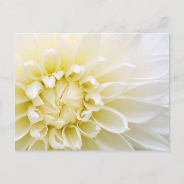 Postal Dahlia blanca (Anverso)