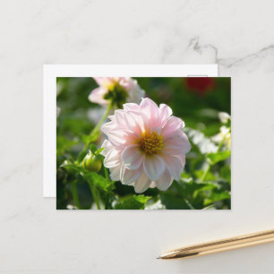 Postal Dahlia blanca en la foto del jardín