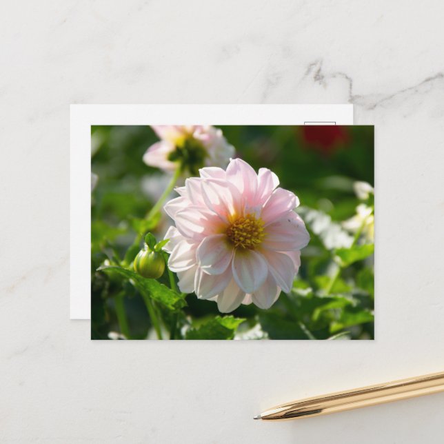 Postal Dahlia blanca en la foto del jardín (Anverso/Reverso In Situ)