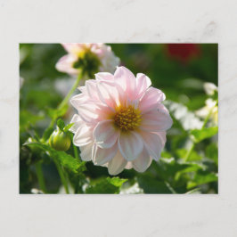 Postal Dahlia blanca en la foto del jardín