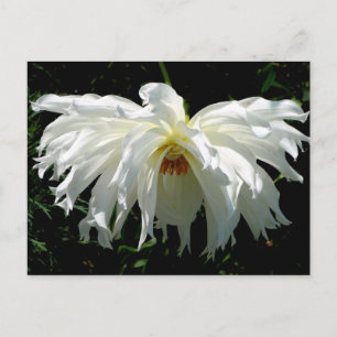 Postal Dahlia blanca llorosa