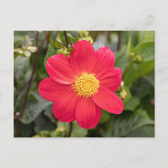 Postal Dahlia Coccinea (Anverso)