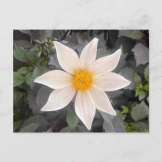 Postal Dahlia Dahelgria Flor Blanca Sencilla