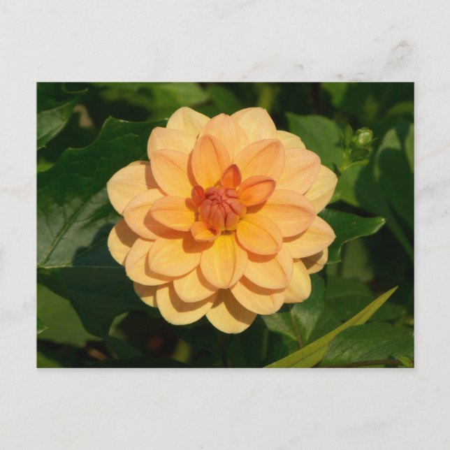 Postal Dahlia 'David Howard (Anverso)