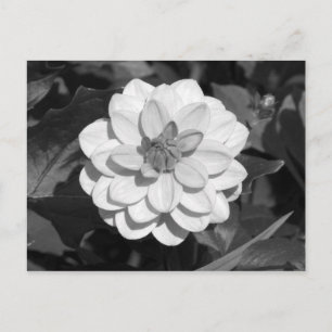 Postal Dahlia 'David Howard' B&W
