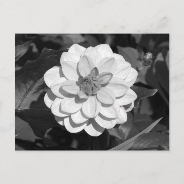 Postal Dahlia 'David Howard' B&W (Anverso)