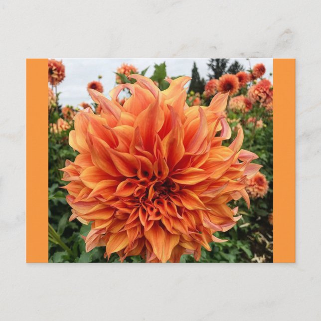 Postal Dahlia de Peach de Sherwood (Anverso)
