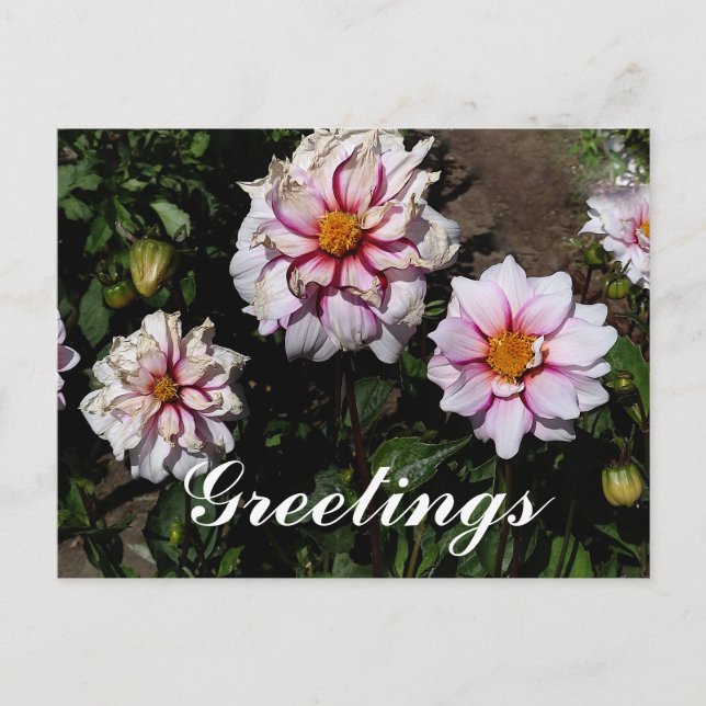 Postal Dahlia Edge of Joy #1 Postcard (Anverso)