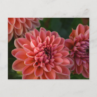 Postal Dahlia Flowers