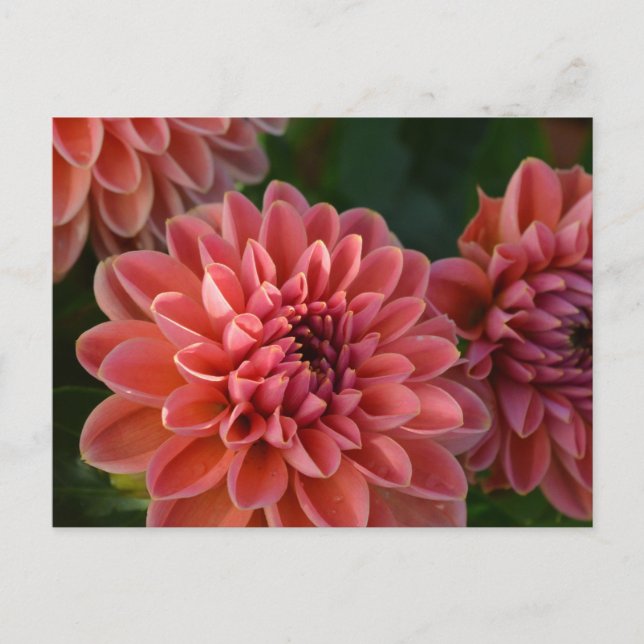 Postal Dahlia Flowers (Anverso)