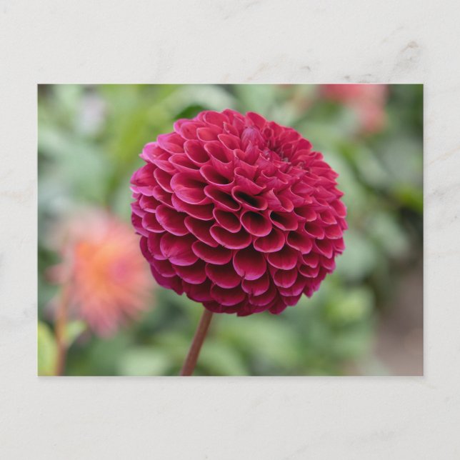 Postal Dahlia Fuschia (Anverso)