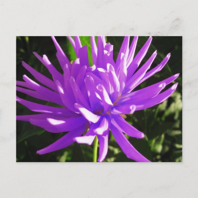 Postal Dahlia morada (Anverso)