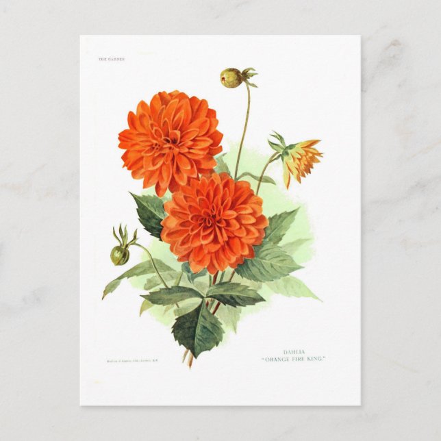 Postal Dahlia 'Naranja de bomberos' (Anverso)