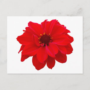 Postal Dahlia - Obispo de Llandaff