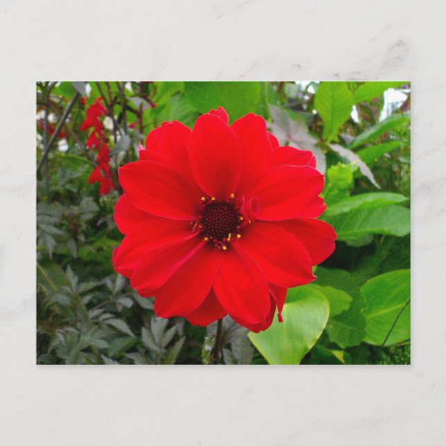 Postal Dahlia - Obispo de Llandaff (Anverso)