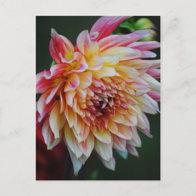 Postal Dahlia Postcard (Anverso)