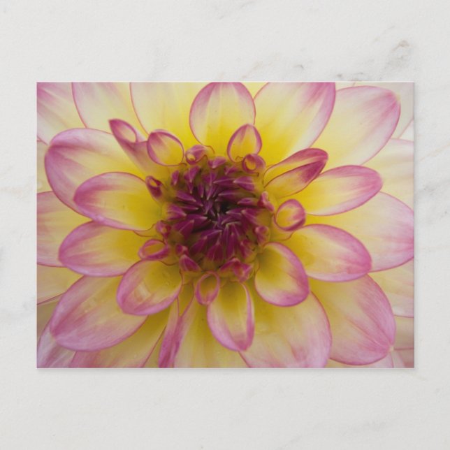Postal Dahlia Postcard (Anverso)