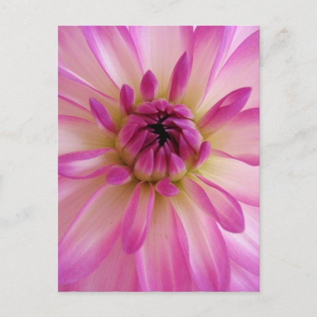 Postal Dahlia Postcard (Anverso)