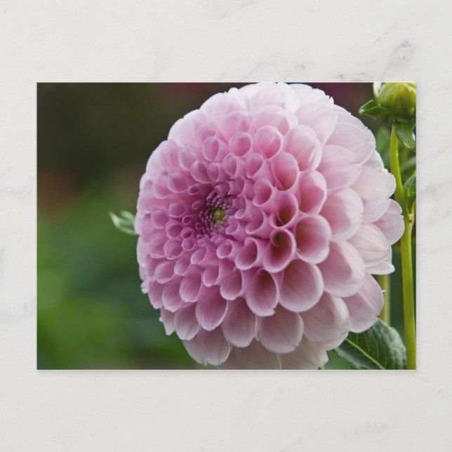Postal Dahlia Postcard (Anverso)