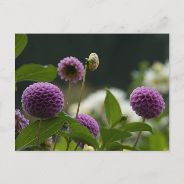 Postal Dahlia Postcard (Anverso)