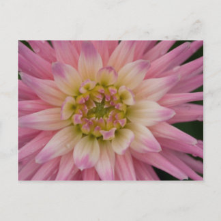 Postal Dahlia Postcard | Postkarte Dahlie