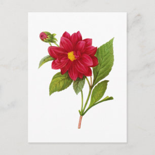 Postal Dahlia roja por Pierre Joseph Redoute