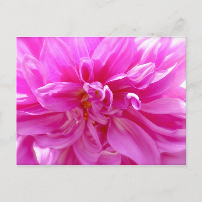 Postal Dahlia rosa (Anverso)