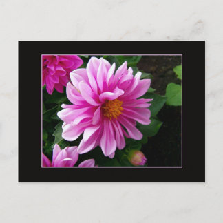 Postal Dahlia rosa