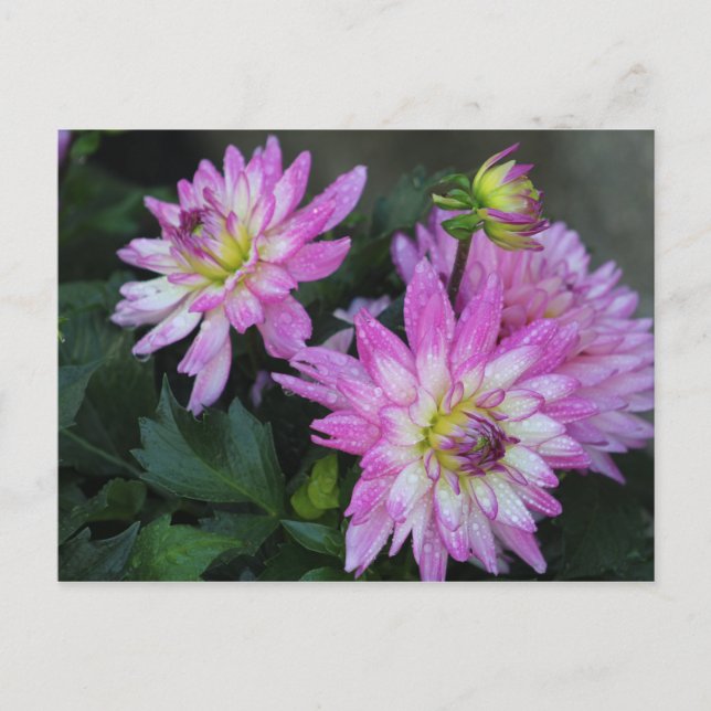 Postal Dahlia rosa (Anverso)